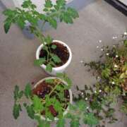 ヒメ日記 2025/05/29 13:44 投稿 桜井はる 五十路マダム 博多店