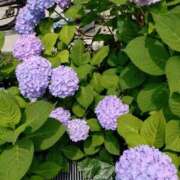 ヒメ日記 2025/05/29 14:27 投稿 桜井はる 五十路マダム 博多店