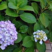 ヒメ日記 2025/06/01 10:57 投稿 桜井はる 五十路マダム 博多店