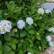 ヒメ日記 2025/06/04 11:07 投稿 桜井はる 五十路マダム 博多店