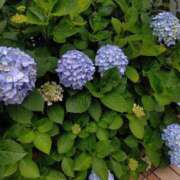 ヒメ日記 2025/06/07 11:57 投稿 桜井はる 五十路マダム 博多店