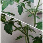 ヒメ日記 2025/06/13 11:17 投稿 桜井はる 五十路マダム 博多店