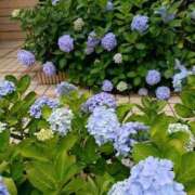 ヒメ日記 2025/06/16 07:20 投稿 桜井はる 五十路マダム 博多店