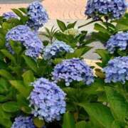 ヒメ日記 2025/06/22 16:27 投稿 桜井はる 五十路マダム 博多店