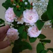 ヒメ日記 2025/06/24 13:27 投稿 桜井はる 五十路マダム 博多店