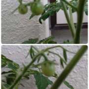 ヒメ日記 2025/06/25 08:07 投稿 桜井はる 五十路マダム 博多店