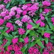 ヒメ日記 2025/06/30 07:17 投稿 桜井はる 五十路マダム 博多店