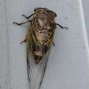 ヒメ日記 2025/07/14 21:50 投稿 桜井はる 五十路マダム 博多店