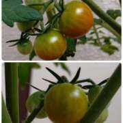 ヒメ日記 2025/07/15 15:57 投稿 桜井はる 五十路マダム 博多店