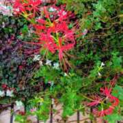 ヒメ日記 2025/09/21 20:03 投稿 桜井はる 五十路マダム 博多店