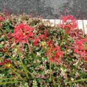 ヒメ日記 2025/09/23 14:37 投稿 桜井はる 五十路マダム 博多店