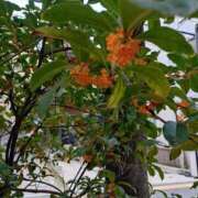 ヒメ日記 2025/11/03 16:07 投稿 桜井はる 五十路マダム 博多店