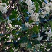 ヒメ日記 2025/11/15 15:27 投稿 桜井はる 五十路マダム 博多店