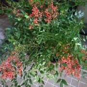 ヒメ日記 2025/12/03 17:57 投稿 桜井はる 五十路マダム 博多店