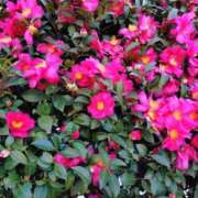 ヒメ日記 2026/01/17 14:12 投稿 桜井はる 五十路マダム 博多店