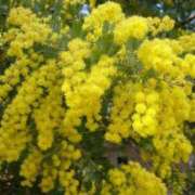 ヒメ日記 2026/03/05 13:37 投稿 桜井はる 五十路マダム 博多店