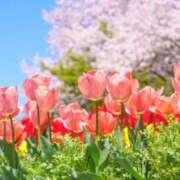 ヒメ日記 2026/04/04 08:26 投稿 桜井はる 五十路マダム 博多店