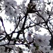 ヒメ日記 2026/04/04 12:48 投稿 桜井はる 五十路マダム 博多店