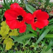 ヒメ日記 2026/04/19 17:14 投稿 桜井はる 五十路マダム 博多店