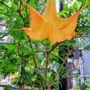 ヒメ日記 2026/04/30 07:57 投稿 桜井はる 五十路マダム 博多店