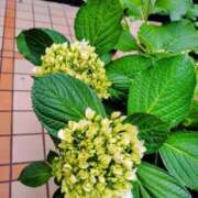 ヒメ日記 2026/05/22 17:17 投稿 桜井はる 五十路マダム 博多店