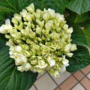 ヒメ日記 2026/05/27 07:47 投稿 桜井はる 五十路マダム 博多店