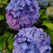 ヒメ日記 2026/06/05 13:07 投稿 桜井はる 五十路マダム 博多店