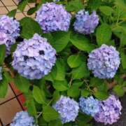 ヒメ日記 2026/06/08 17:04 投稿 桜井はる 五十路マダム 博多店