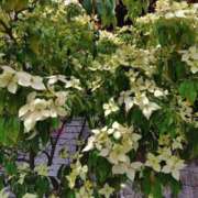 ヒメ日記 2026/06/16 14:27 投稿 桜井はる 五十路マダム 博多店