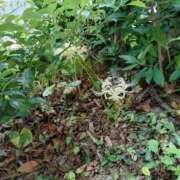 ヒメ日記 2026/09/20 11:38 投稿 桜井はる 五十路マダム 博多店