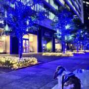 ヒメ日記 2024/12/17 18:20 投稿 あいみ ふぞろいの人妻たち