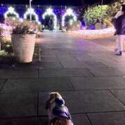 ヒメ日記 2024/12/20 04:00 投稿 あいみ ふぞろいの人妻たち