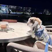 ヒメ日記 2025/03/09 20:20 投稿 あいみ ふぞろいの人妻たち