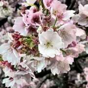 ヒメ日記 2025/03/17 13:50 投稿 あいみ ふぞろいの人妻たち