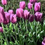 ヒメ日記 2025/03/28 00:00 投稿 あいみ ふぞろいの人妻たち