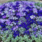 ヒメ日記 2025/03/28 23:40 投稿 あいみ ふぞろいの人妻たち