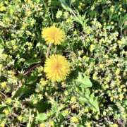 ヒメ日記 2025/04/25 14:40 投稿 あいみ ふぞろいの人妻たち