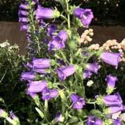 ヒメ日記 2025/05/18 12:40 投稿 あいみ ふぞろいの人妻たち