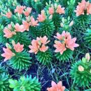 ヒメ日記 2025/06/29 00:02 投稿 あいみ ふぞろいの人妻たち