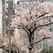 ヒメ日記 2026/04/01 11:20 投稿 あいみ ふぞろいの人妻たち