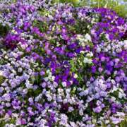 ヒメ日記 2026/04/28 22:51 投稿 あいみ ふぞろいの人妻たち