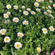 ヒメ日記 2025/05/03 11:31 投稿 るり クラブ貴公子