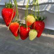 ヒメ日記 2026/02/24 17:45 投稿 るり クラブ貴公子