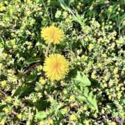 ヒメ日記 2025/04/25 14:50 投稿 まなか もしも素敵な妻が指輪をはずしたら・・・