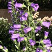 ヒメ日記 2025/05/18 12:50 投稿 まなか もしも素敵な妻が指輪をはずしたら・・・