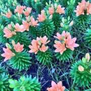 ヒメ日記 2025/06/29 00:10 投稿 まなか もしも素敵な妻が指輪をはずしたら・・・