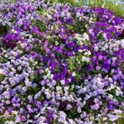 ヒメ日記 2026/04/28 23:00 投稿 まなか もしも素敵な妻が指輪をはずしたら・・・