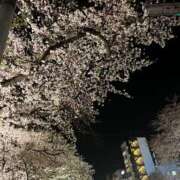 ヒメ日記 2025/04/07 16:24 投稿 さくら 紳士の嗜み 立川