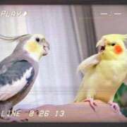 ヒメ日記 2025/06/15 09:33 投稿 かな ニューヨーカー