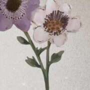 ヒメ日記 2025/04/17 12:04 投稿 そら すごいエステ京都店